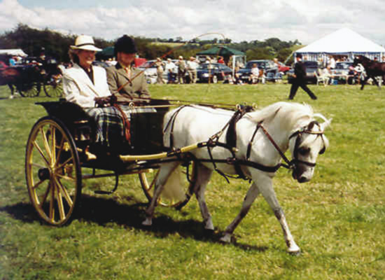 Copyright © 2004 www.drivinghorse.co.uk